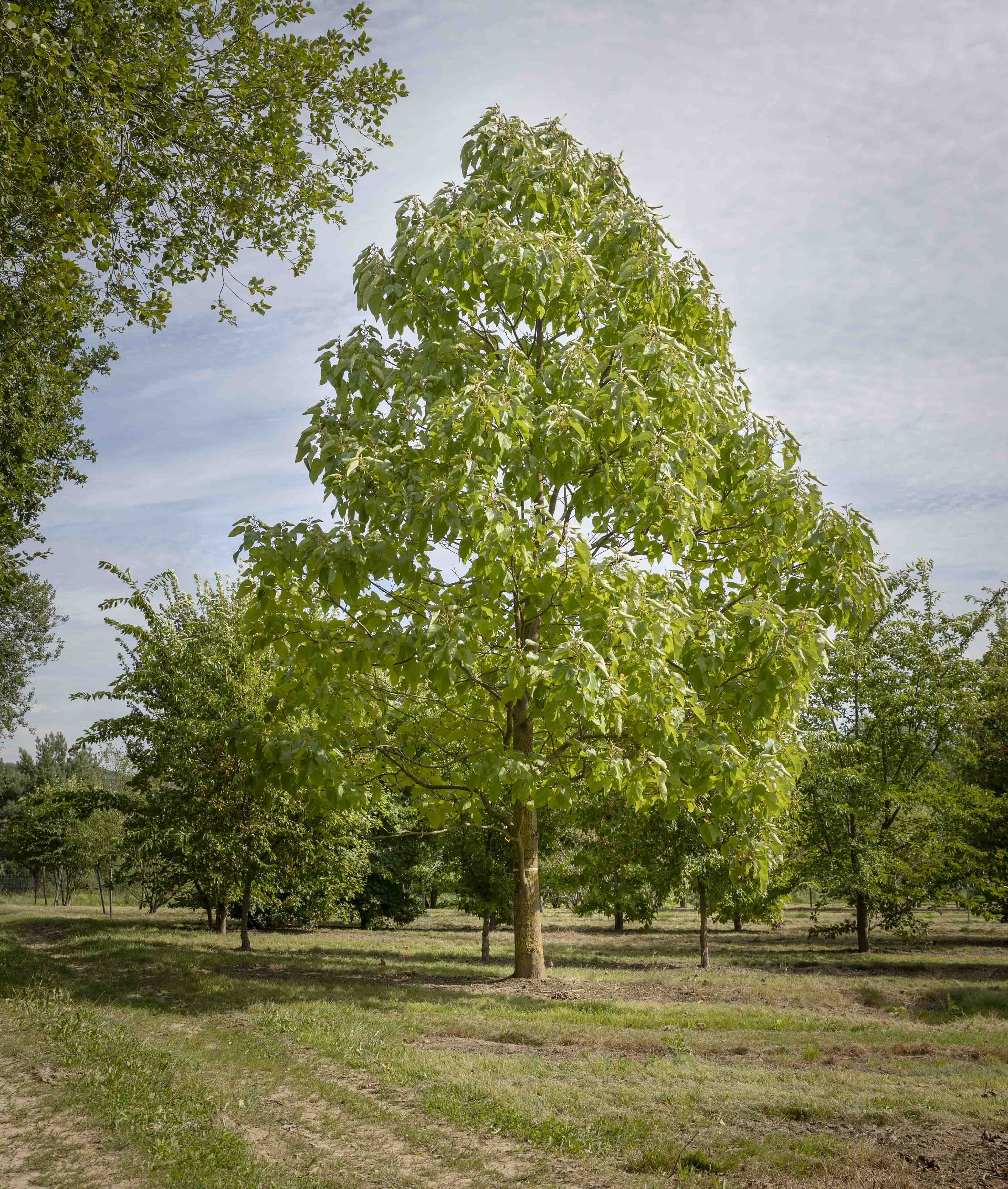 Paulownia tomentosa Unikat