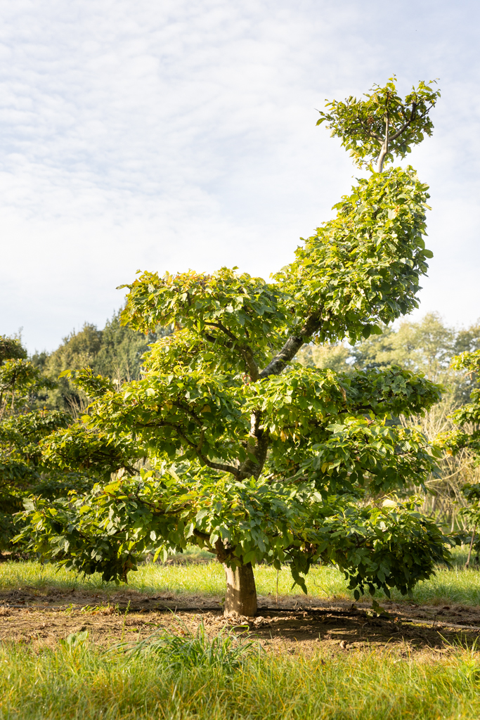 Carpinus betulus Bonsai