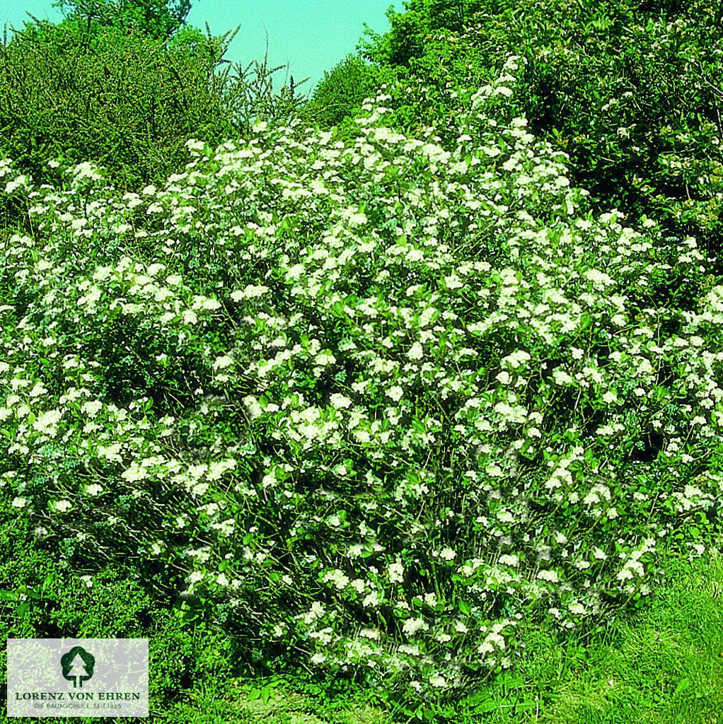 Aronia melanocarpa 'Viking'