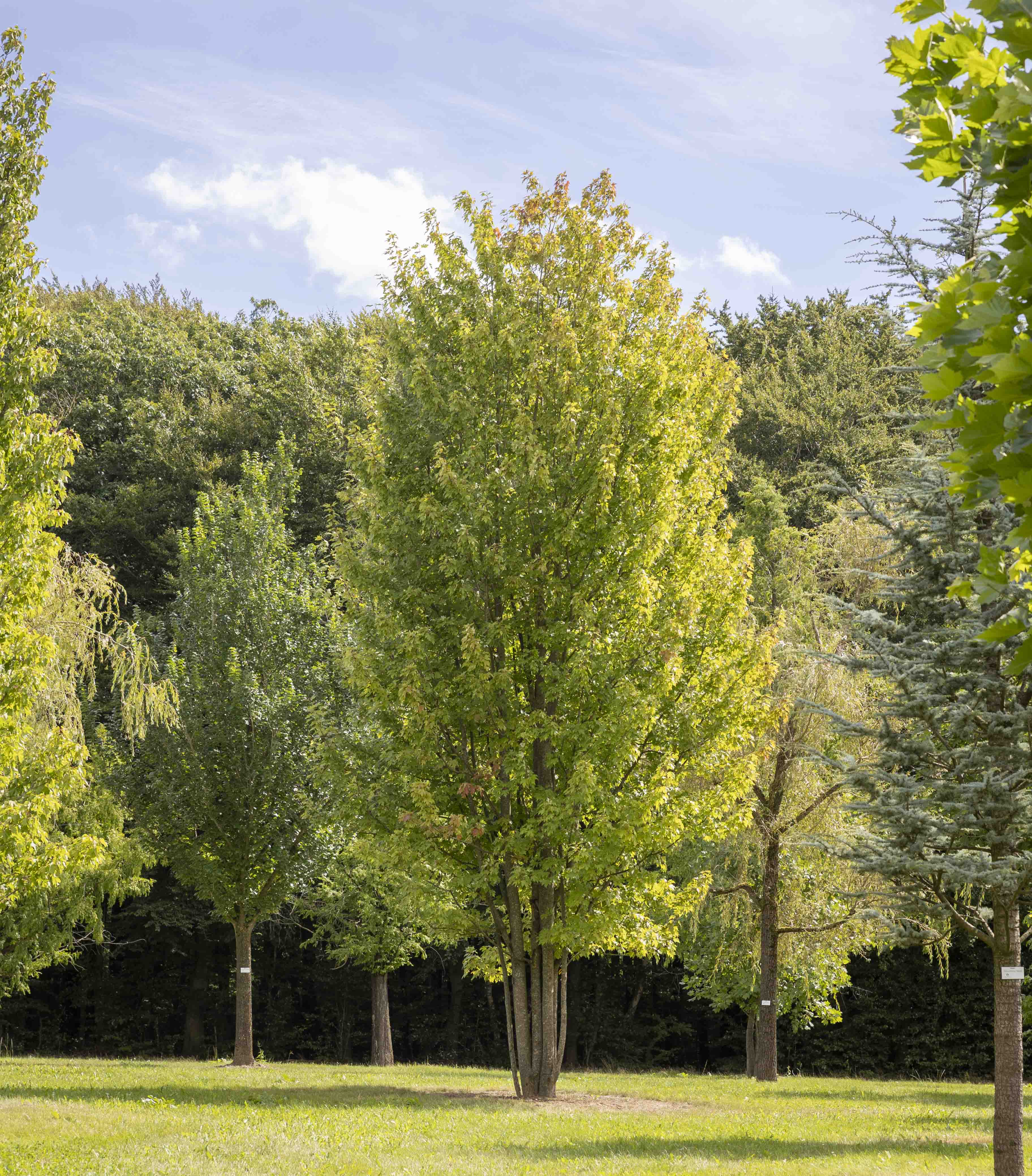 Acer x freemanii 'Autumn Blaze' Unikat