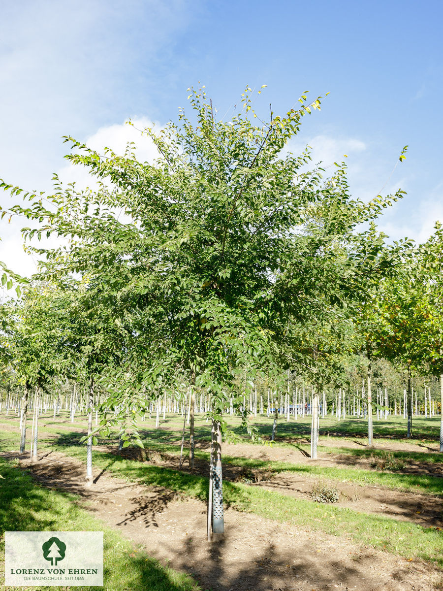 Ulmus 'Sapporo Autumn Gold'