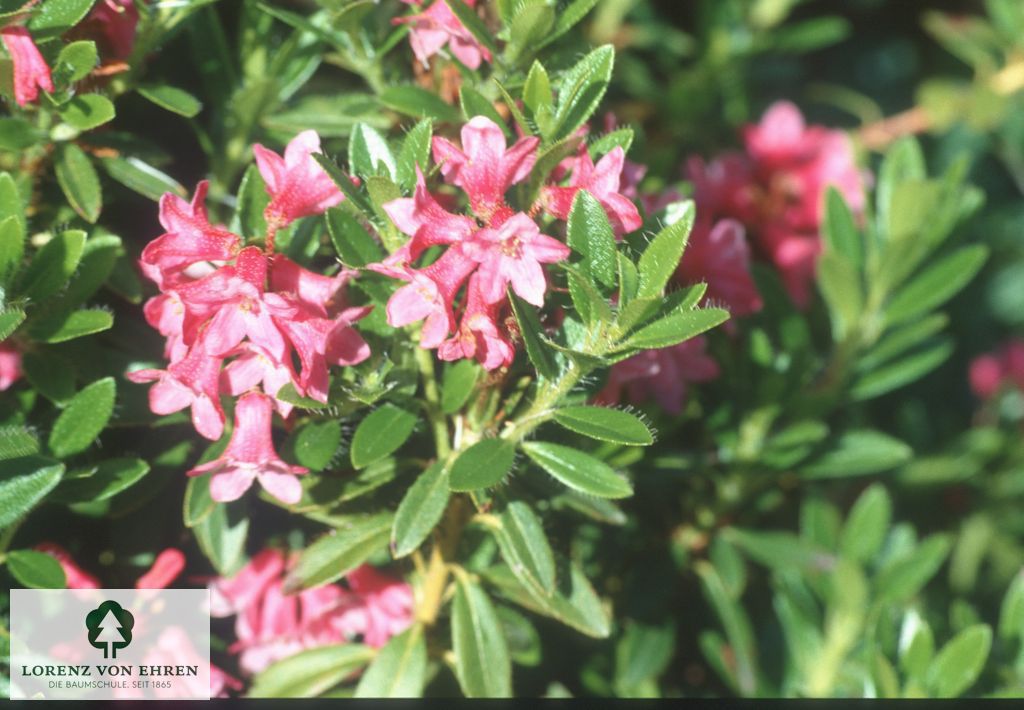 Rhododendron hirsutum