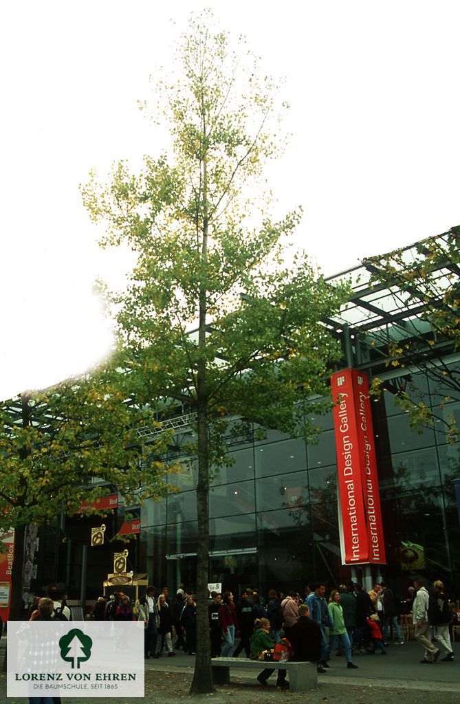 Populus canadensis 'Robusta'