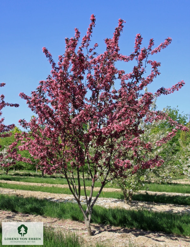 Barockgarten am Schloss Drottningholm in Schweden, umgeben von vierreihigen Kaiser-Linden, die von Lorenz von Ehren gezogen und 2008 geliefert wurden. Heute prägen sie majestätisch die Landschaft.