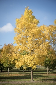 Barockgarten am Schloss Drottningholm in Schweden, umgeben von vierreihigen Kaiser-Linden, die von Lorenz von Ehren gezogen und 2008 geliefert wurden. Heute prägen sie majestätisch die Landschaft.