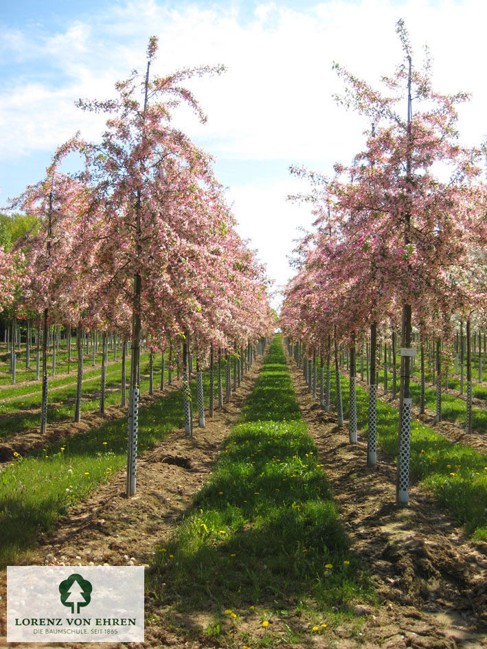 Barockgarten am Schloss Drottningholm in Schweden, umgeben von vierreihigen Kaiser-Linden, die von Lorenz von Ehren gezogen und 2008 geliefert wurden. Heute prägen sie majestätisch die Landschaft.