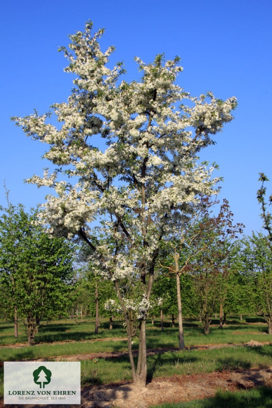 Barockgarten am Schloss Drottningholm in Schweden, umgeben von vierreihigen Kaiser-Linden, die von Lorenz von Ehren gezogen und 2008 geliefert wurden. Heute prägen sie majestätisch die Landschaft.