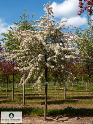 Barockgarten am Schloss Drottningholm in Schweden, umgeben von vierreihigen Kaiser-Linden, die von Lorenz von Ehren gezogen und 2008 geliefert wurden. Heute prägen sie majestätisch die Landschaft.