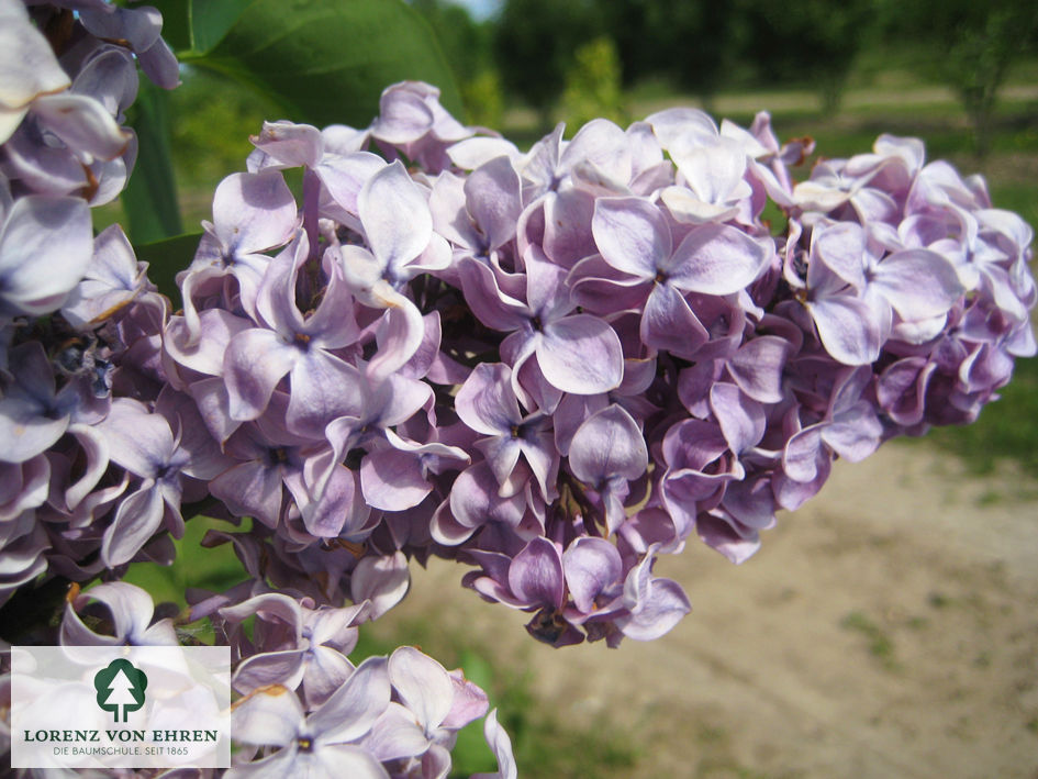 Syringa Vulgaris Michel Buchner Baumschule Lve