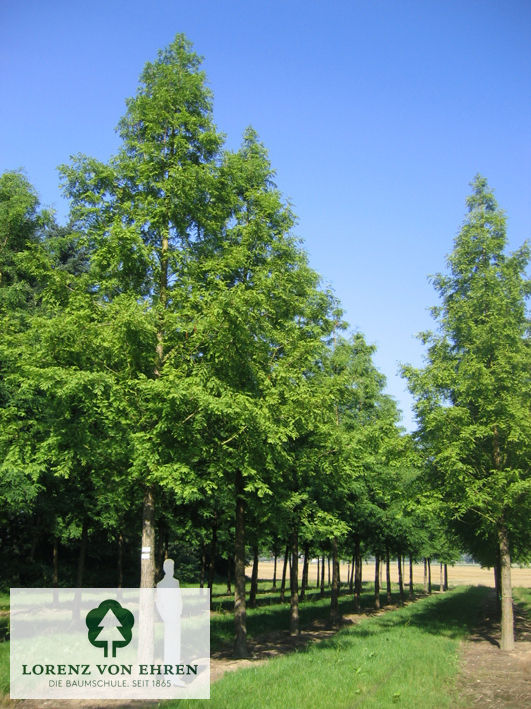 Barockgarten am Schloss Drottningholm in Schweden, umgeben von vierreihigen Kaiser-Linden, die von Lorenz von Ehren gezogen und 2008 geliefert wurden. Heute prägen sie majestätisch die Landschaft.
