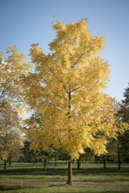 Barockgarten am Schloss Drottningholm in Schweden, umgeben von vierreihigen Kaiser-Linden, die von Lorenz von Ehren gezogen und 2008 geliefert wurden. Heute prägen sie majestätisch die Landschaft.