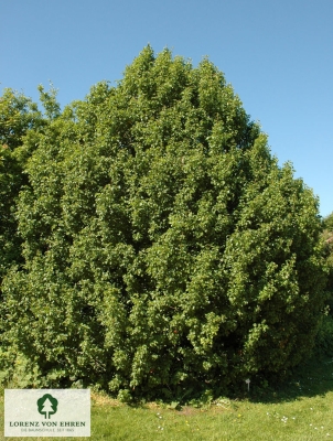 Barockgarten am Schloss Drottningholm in Schweden, umgeben von vierreihigen Kaiser-Linden, die von Lorenz von Ehren gezogen und 2008 geliefert wurden. Heute prägen sie majestätisch die Landschaft.